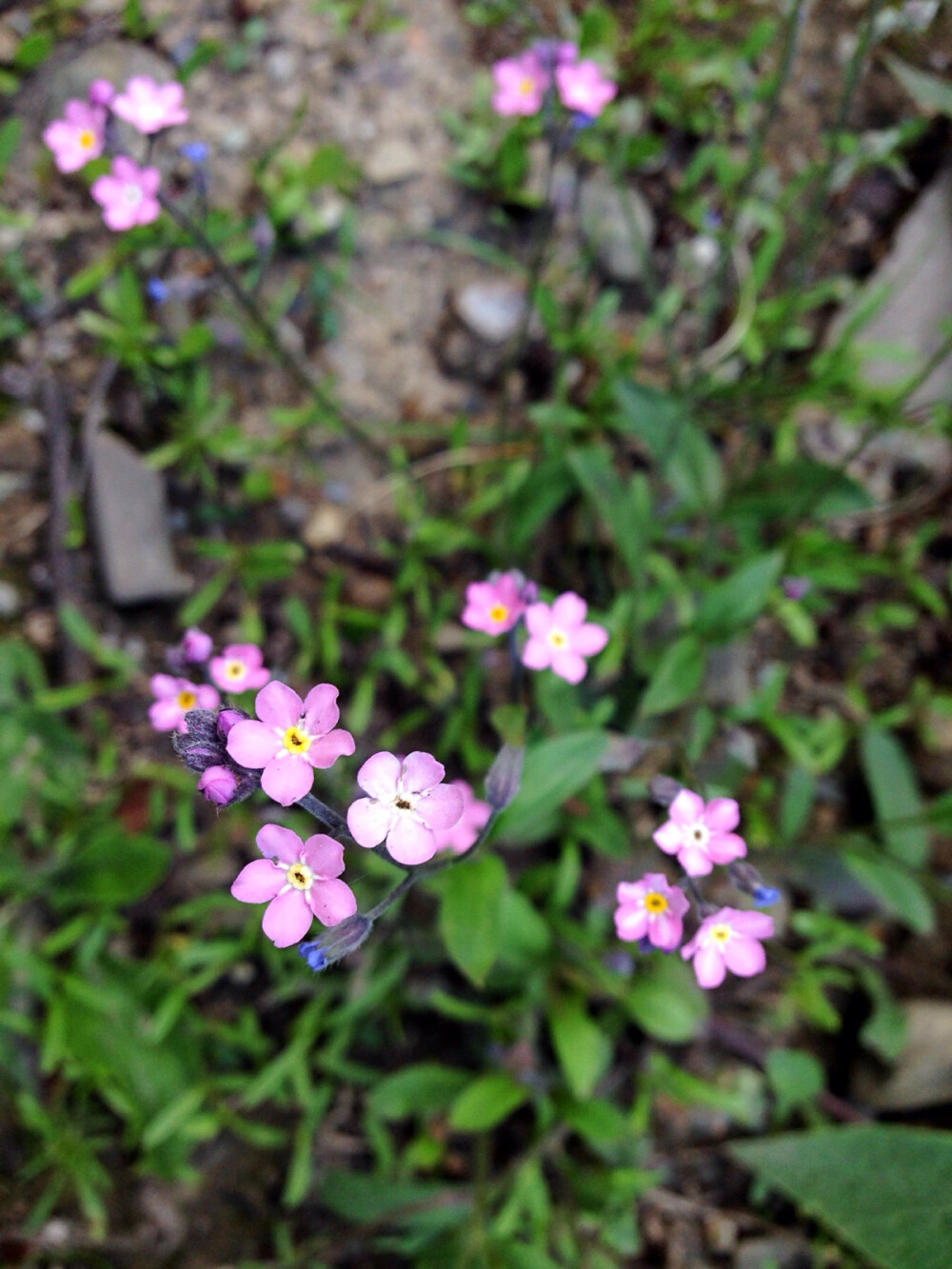 院子里的小花