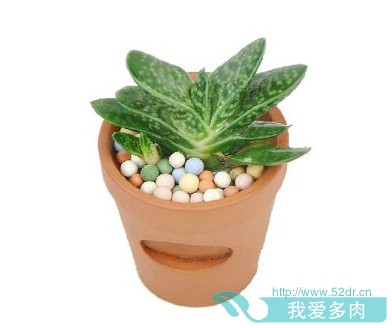 多肉植物景天科分类概述! http://www.52dr.cn/article-39-1.html