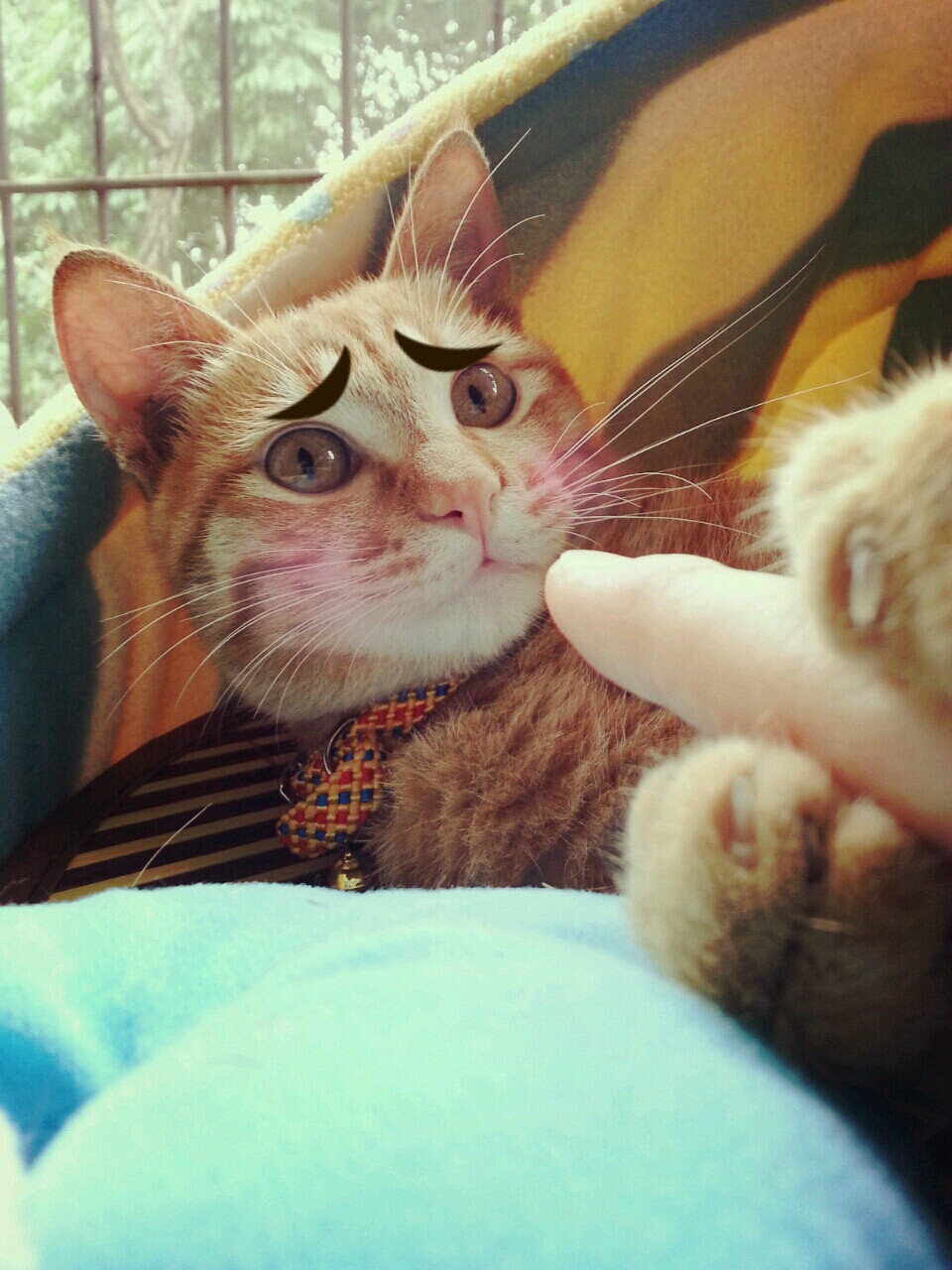 7个月的傲娇大黄猫90 喵