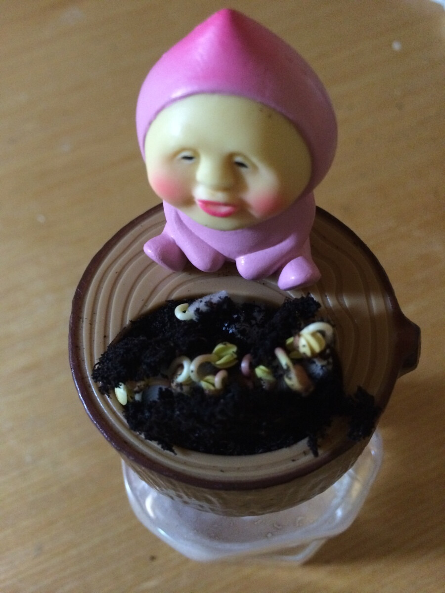 慢慢长出小芽。。