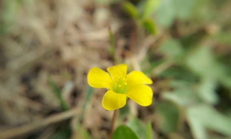 路边小野花