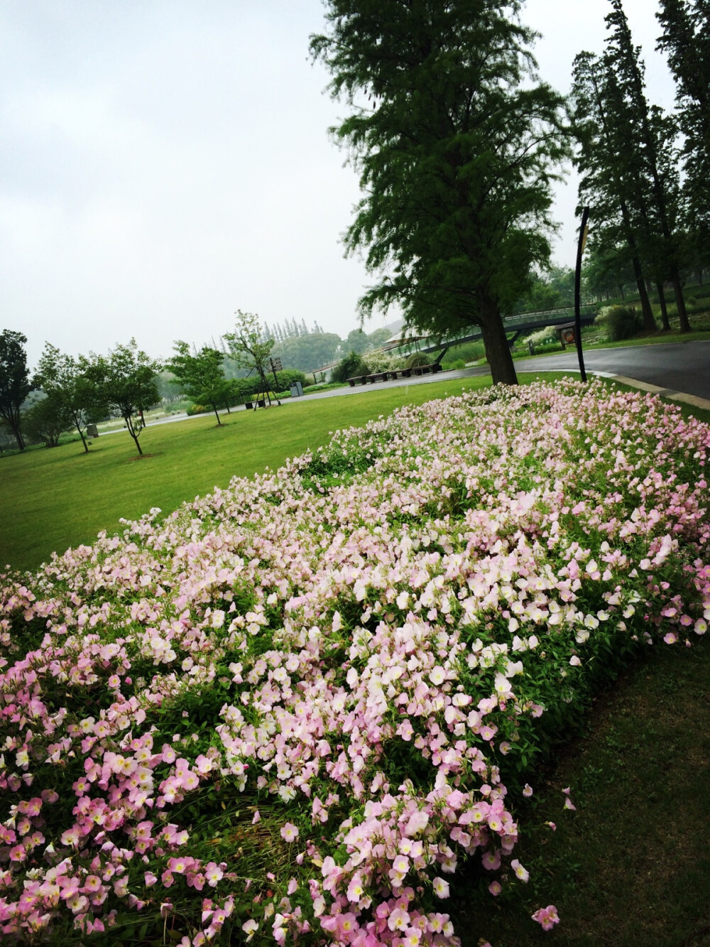 2014年5月10日，雨中逛植物园，满地月见草