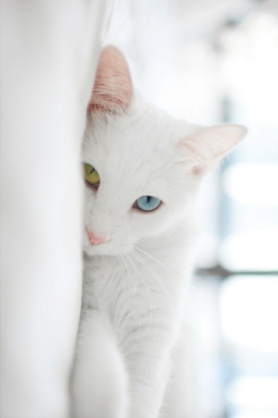 猫咪 白色 可爱 Iphone 壁纸