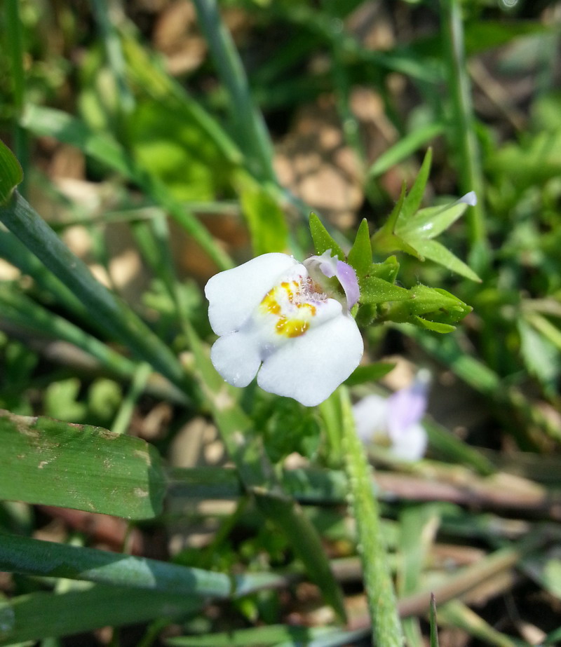 新认识的野花——通泉草——玄参科