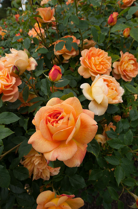 夏洛特夫人（Lady of Shalott） 培育时地： 2009/奥斯汀 类别： 灌木 别称： 夏洛特女郎 色系： 杏黄/背面金黄/边缘粉红 香型： 中/苹果/丁香/茶 植株高度：（厘米） 120 植株宽度：（厘米） 105 是否抗病： 是 是否多季： 是 花瓣数： 41 +花瓣 是否多头： 是 习性： 中等绿色的树叶 备注： 具有很好的抗性，多季节内不寻常的连续盛开；是有经验园丁的理想品种