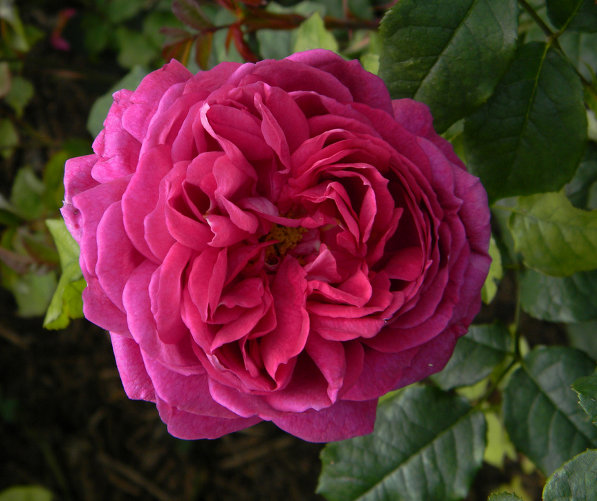 年轻的利西达斯 young lycidas (ausvibrant) 培育