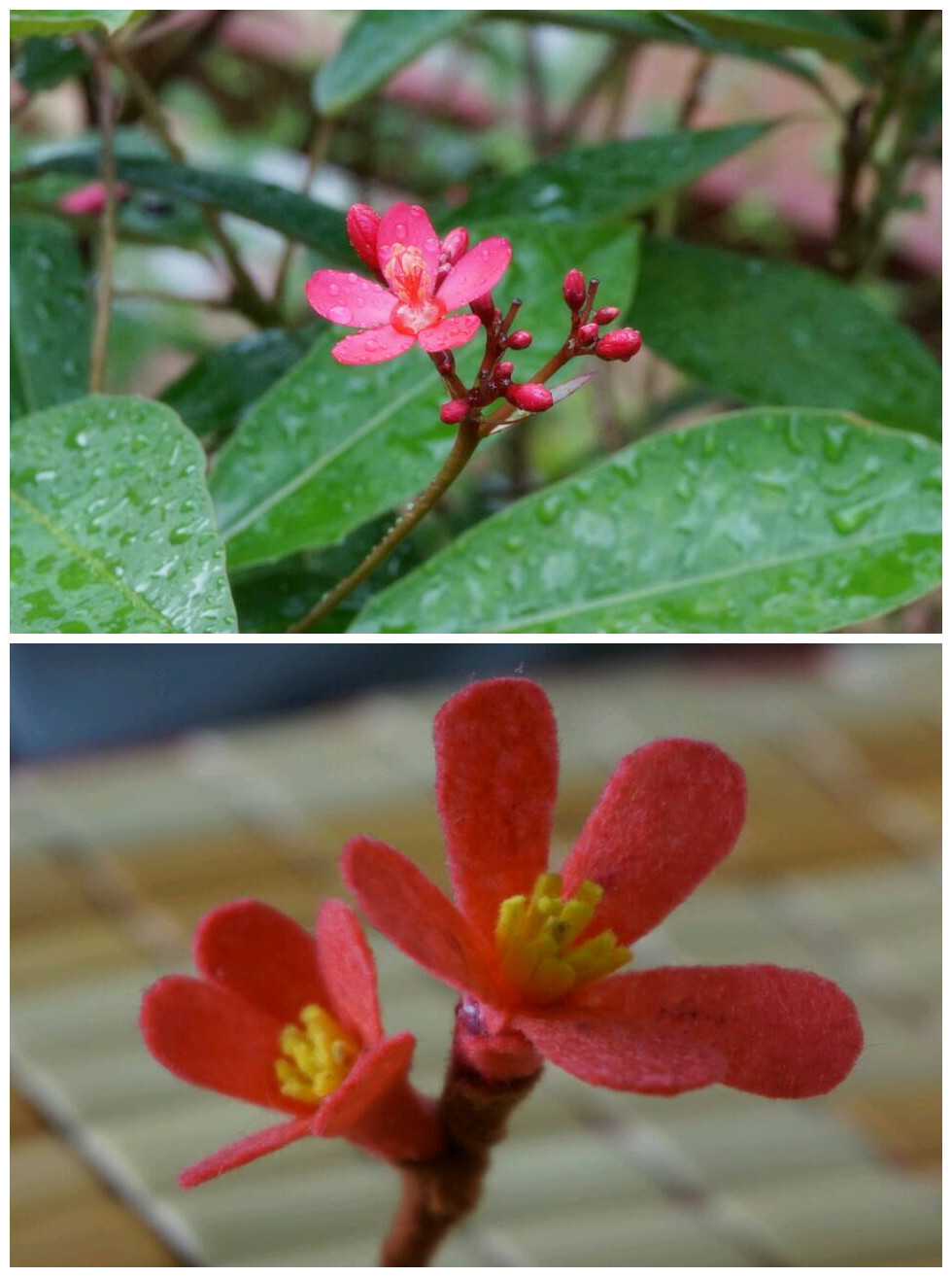 昨天爬山看到的花儿，试做了一下，可是感觉不怎么对劲……