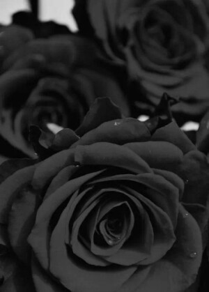 Black Rosevil，全世界最稀有的黑色玫瑰极罕见品种。它的花语是：你是恶魔，且为我所有。