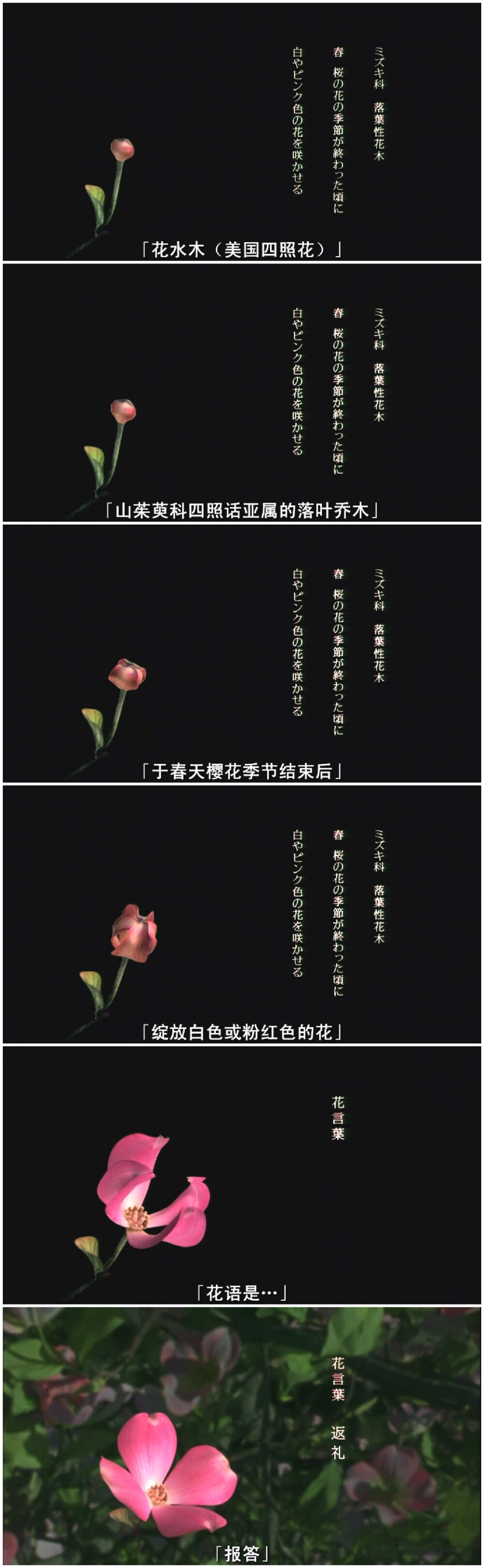 花水木