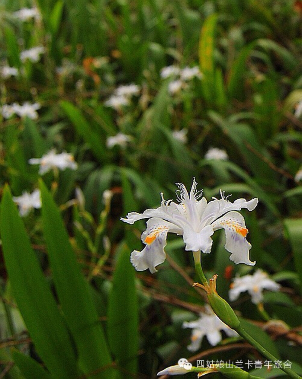 百花鸢尾