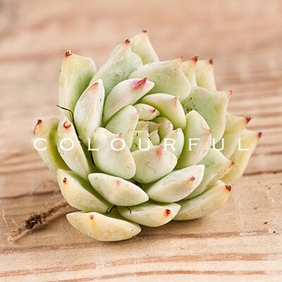 静夜Echeveria derenbergii 景天科石莲花属的多肉植物、也称多浆植物，属于较迷你的石莲花，个头非常小，很容易群生，日照充分的时候，叶尖会变红