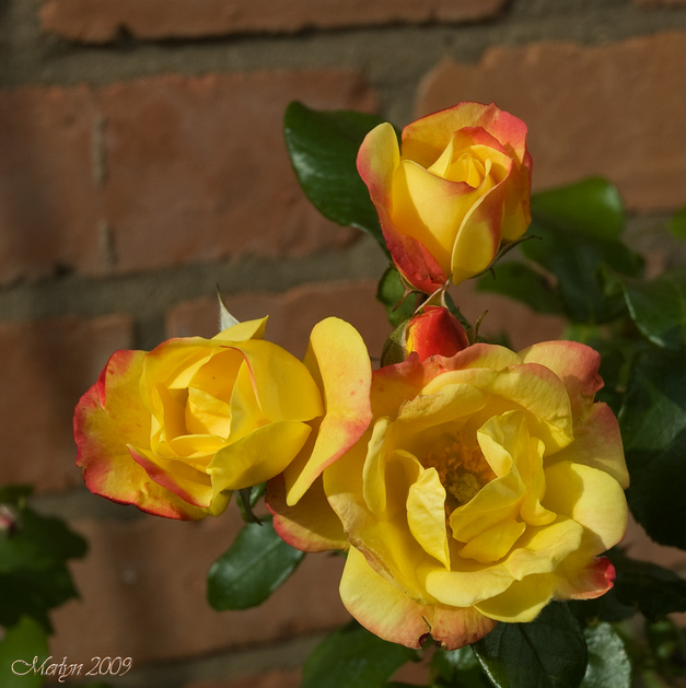 假面舞会(Masquerade Climber) 培育时地： 1958年 类别： 藤本月季 别称： 色系： 初花黄色逐渐变为红色 香味浓度： 微香 成熟植株：（厘米） 可达240-360厘米 耐寒： 美国农业部区6B-9B 花期： 持续开花 抗病： 一般 用途： 耐贫瘠土壤、适宜做花柱 花瓣： 9-16花瓣