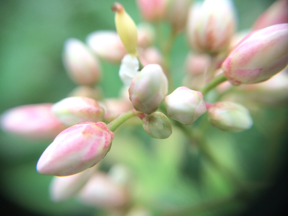 美丽花花