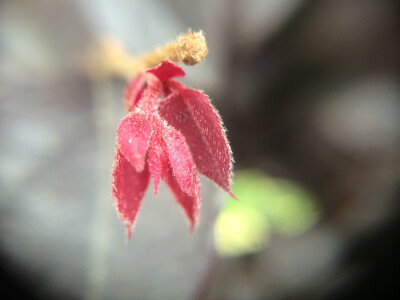 美丽花花