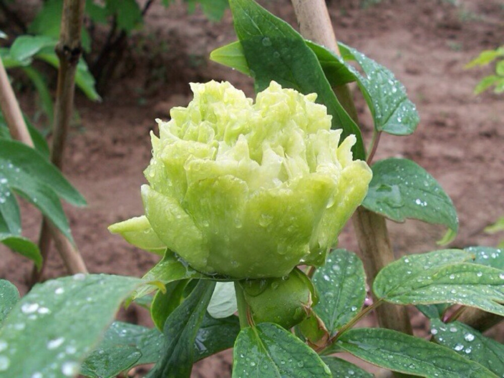绿牡丹因其培植方法之独特，所以极为名贵，为国花极品。 绿色牡丹花系包括: 绿幕隐玉、绿玉、荷花绿、 绿香球、 豆绿、 春水绿波等。