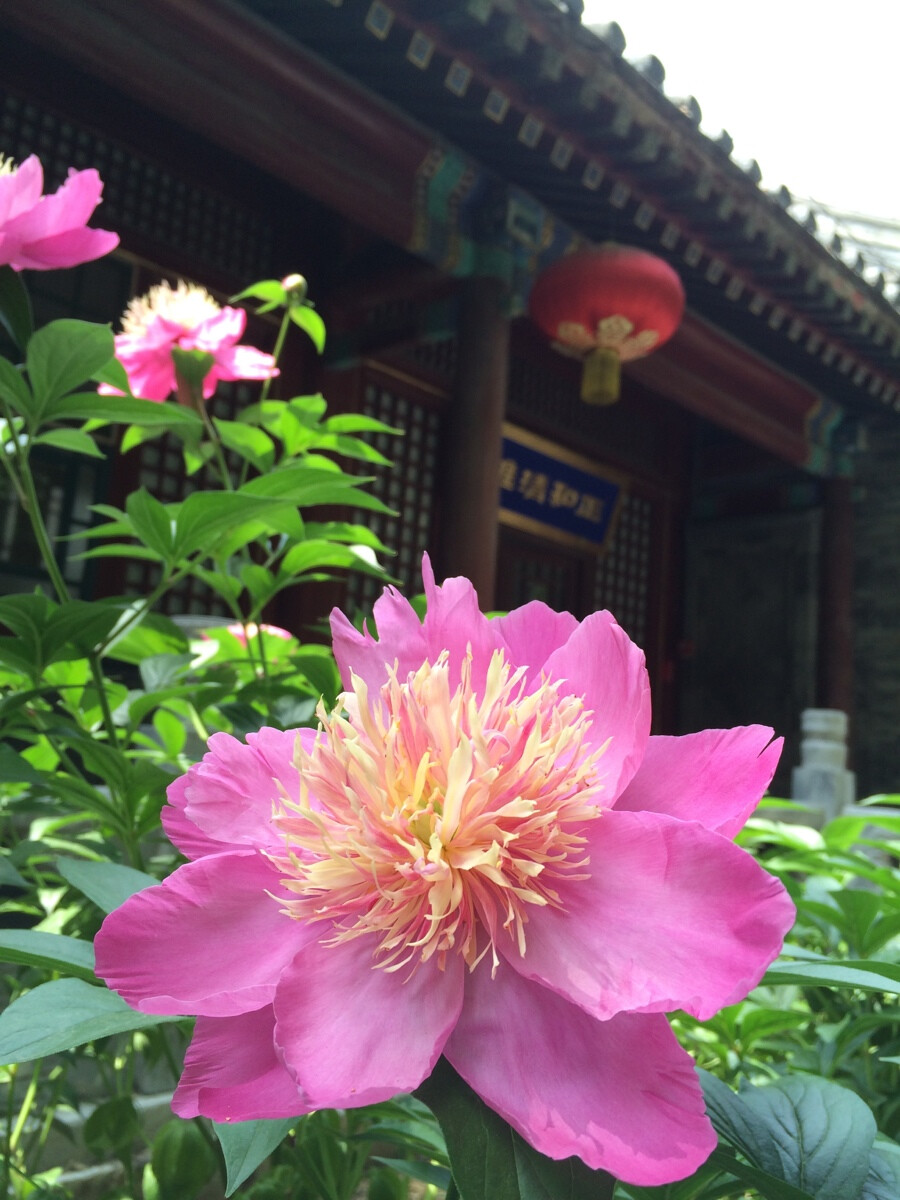 五月，芍药正艳，青春逝去了么