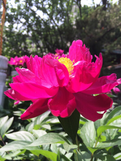 阳光，透明，美丽请你别走