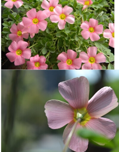 酢浆草 Oxalis obtusa spring charm pink 春之魅粉 大花 在OB酢中，正常养护下开的花算是花霸了，大大的花朵，清晰的花瓣脉络，一款简单的粉色也能被它演绎得活色生香，花量大，小小的花盆经常被花朵盖得看不见叶子…