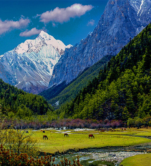 央迈雍雪山下，绿绒毯般的草地，吃草的牛群，清新的空气，潺湲的水溪。