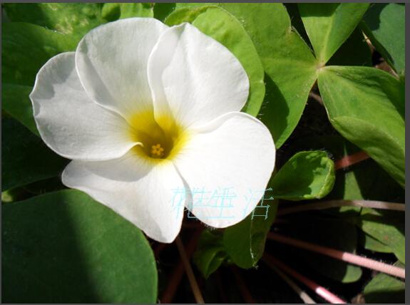  酢浆草 Oxalis purpurea white 白芙蓉 秋植球根 生长健壮的一款象牙白色芙蓉酢，只要给它足够大的盆子和阳光，它会长得比其他款的芙蓉酢健壮大棵，而且花朵也会相应变大。极易管理，很省心的一款酢。 来自：http://item.taobao.com/item.htm?spm=a1z10.3.w4002-1263789249.22.OJ0qa7&amp;amp;id=39041940292