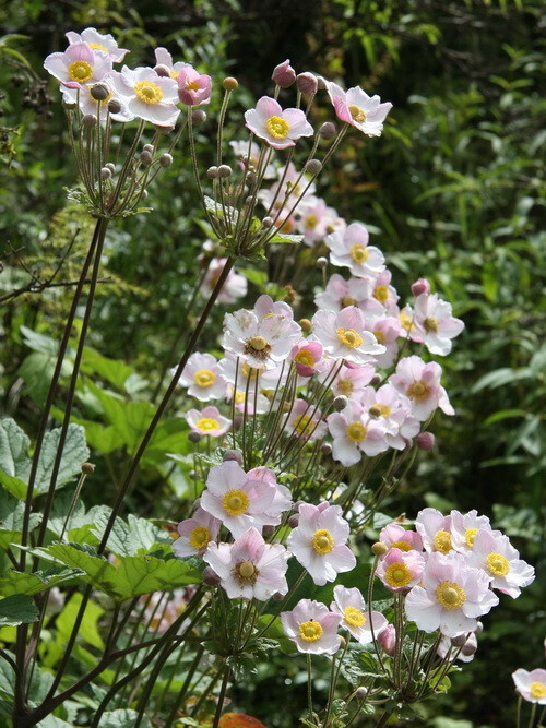 大火花又叫野棉花