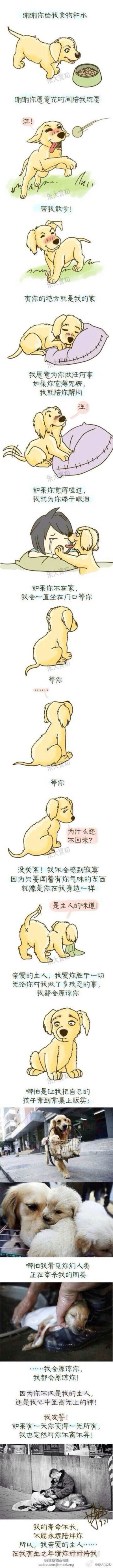 忠犬八般的狗