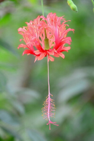 吊灯扶桑(Hibiscus schizopetalus (Mast.) Hook.f.) 锦葵科木槿属常绿灌木，原产热带东非的肯尼亚、坦桑尼亚和莫桑比克等地。美爆了！！