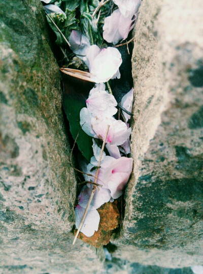 绍兴樱花 等去的时候 只剩下 落花片片