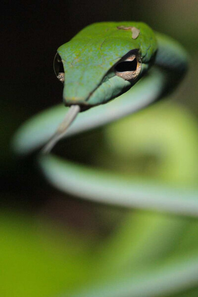 Grass-green Whip Snake, Borneo