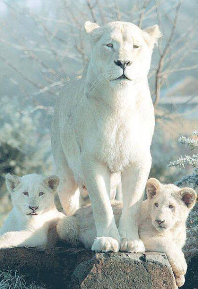 White Lions - via Facebook