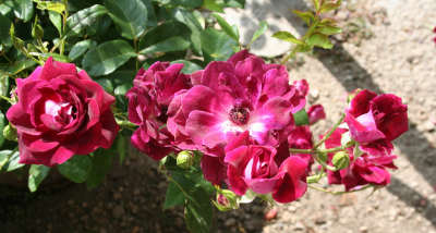 葡萄冰山(Burgundy Iceberg)，丰花，四季，暗紫红色，无香味，开花性非常好，花量大，花有绒质，花药深紫色，半重瓣，多头，成簇大集群开放。株型中等，叶片光亮圆润，抗病性好，株高80-100厘米，分枝性非常好，非常…