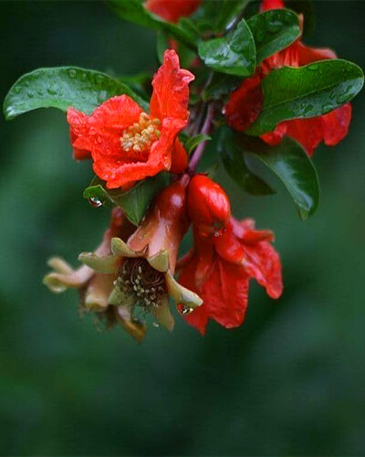 雨后石榴花 。