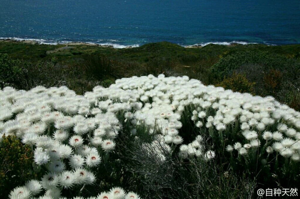 owl【植物神经】 旱雪莲（Cape Snow），妖精花！ 这美丽至极的仙花儿，特产于南非，菊科小灌木。网上搜图时，会出现Syncarpha vestita 、Helichrysum vestitum两个拉丁名，一花两名？还是蜡菊属另一种植物的近亲？七年左右生命周期、火后重生等说法，都增添了它的神秘色彩。成片时，似天边洁白的羊群，喜欢这形容！