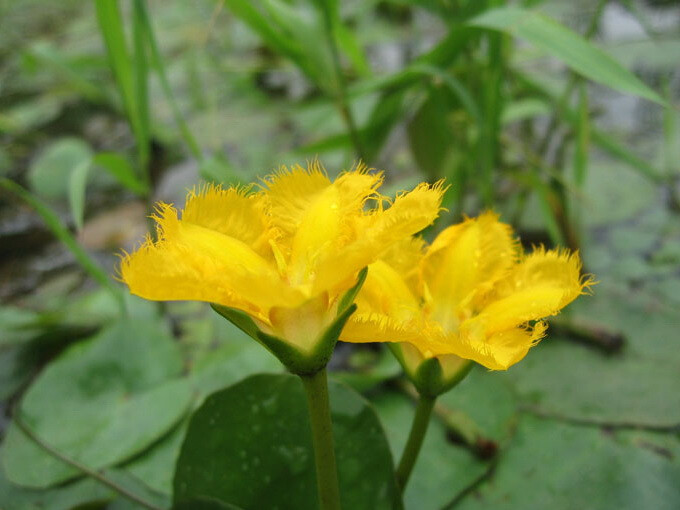 荇菜 《关雎》中提到的爱情植物“蕃菜”，也写作“荇菜” 。 关关雎鸠，在河之洲，窈窕淑女，君子好逑。参差蕃（荇菜）菜，左右流之，窈窕淑女，寤寐求之。