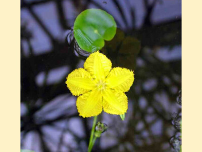 莕菜，龙胆科莕菜属，多年生水生草本。龙胆科的这种植物，叶颇像睡莲或莼菜，细看却是不同的。蕃菜的茎分节，节上长叶和花莛。叶革质，下面紫褐色，上面呈光亮的绿色。花冠黄色，5深裂，5次旋转对称。花冠每个裂片边…