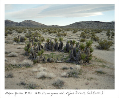 美国加州Mojave沙漠中的Mojave Yucca，距今1.2万年。这片Mojave Yucca 均有一个原始干细胞克隆发育而成。