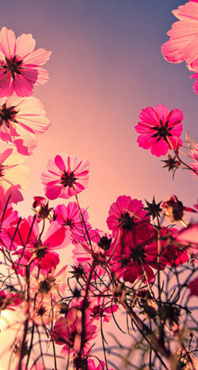 *旅行的风景*手机壁纸*