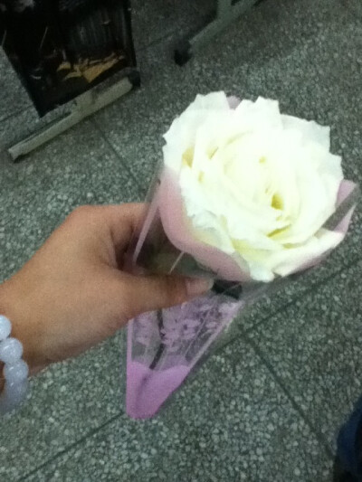 2014-4-11 盛放的白玫