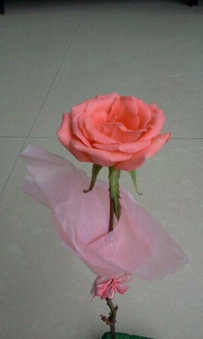 2014-3-10 粉玫盛开 返图