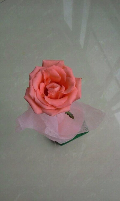 2014-3-10 粉玫盛开 返图