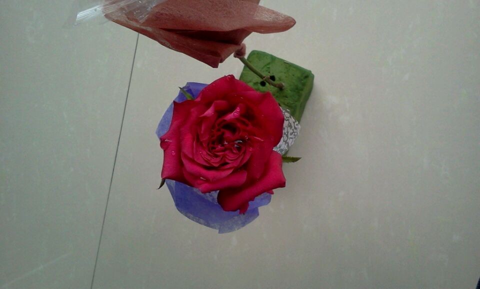 2014-3-26 红玫返图