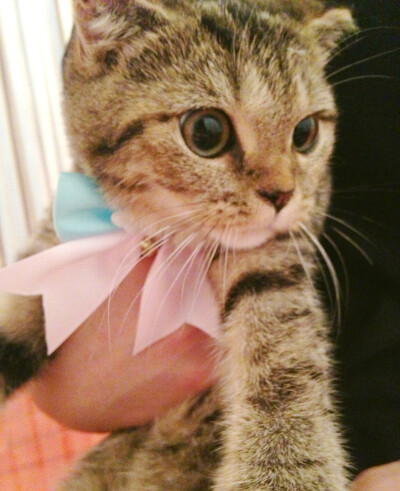 （萌货猫咪）暴躁小Loli ^O^ 网络收集 可爱 装扮 壁纸 萌物 头像 动物