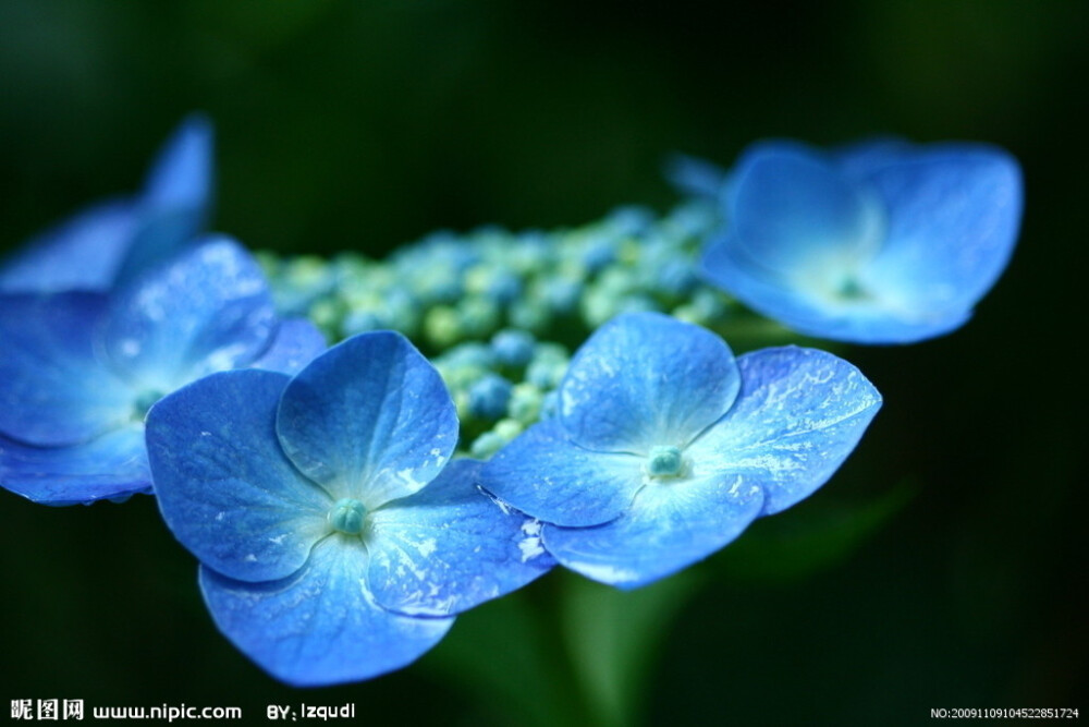 八仙花