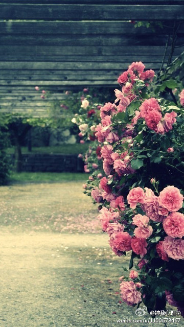  真正属于你的爱情不会叫你痛苦，爱你的人不会叫你患得患失，有人一票就中了头奖，更有人写一本书就成了名。凡觉得辛苦，即是强求。真正的爱情叫人欢愉，如果你觉得痛苦，一定出了错，需即时结束，重头再来。——亦舒