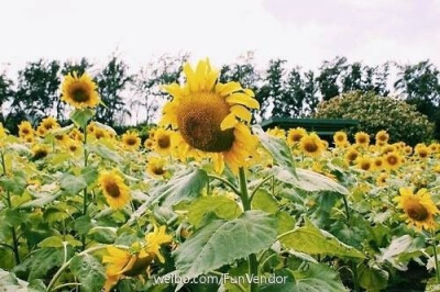 sunflower/向日葵