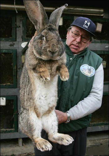 我Hold不住了，这货是兔子？！