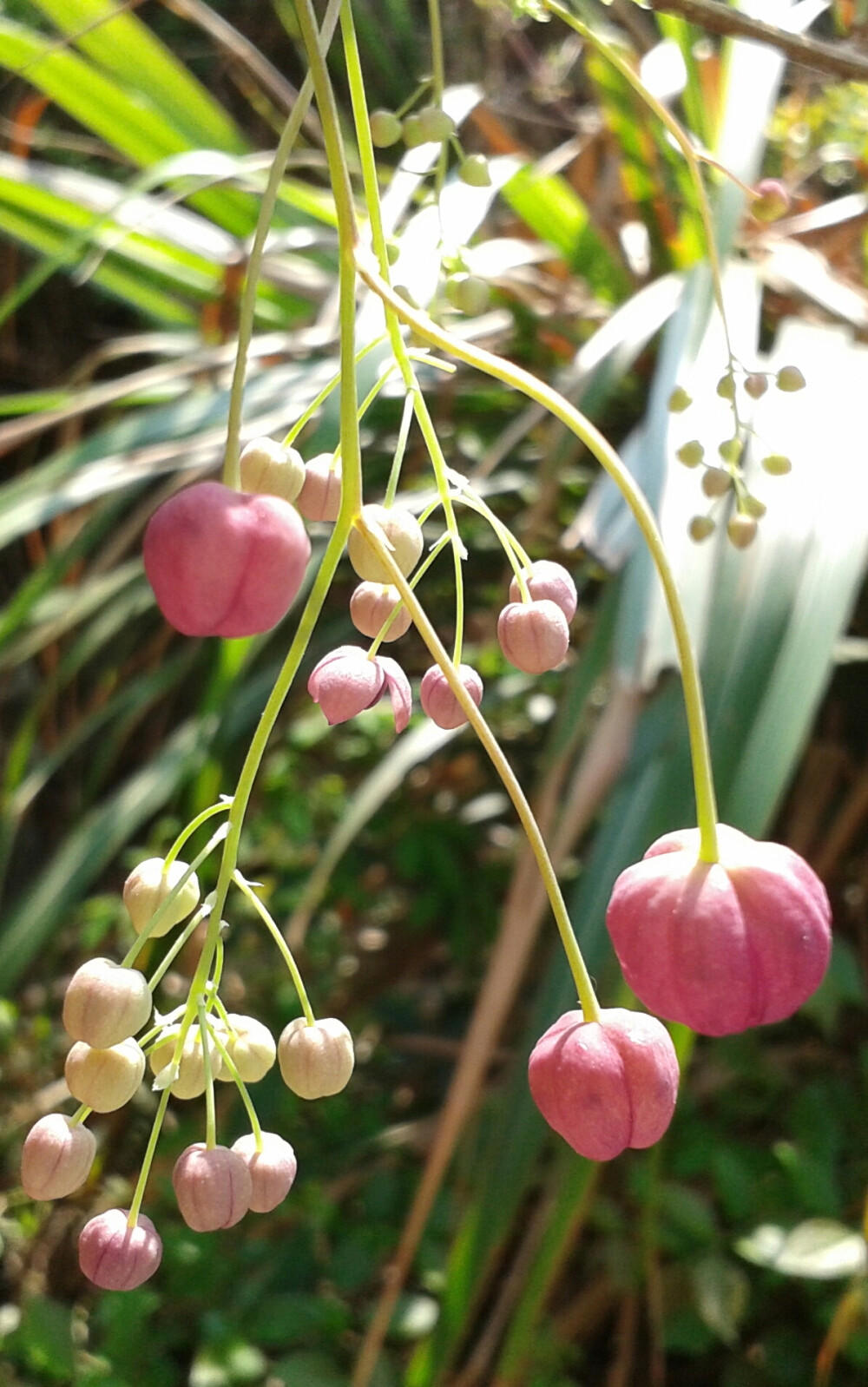旅游不仅欣赏美丽的风景，还可以带回些草药呢~