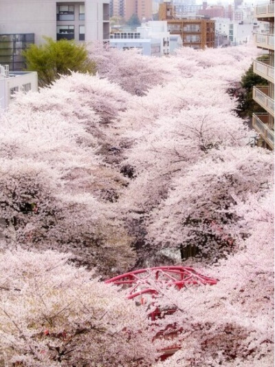 樱の花。去武大看过樱花也去东湖看过樱花！但是总感觉日本的樱花更有味道！漫山遍野，街道上都是樱花淡淡的香味！
