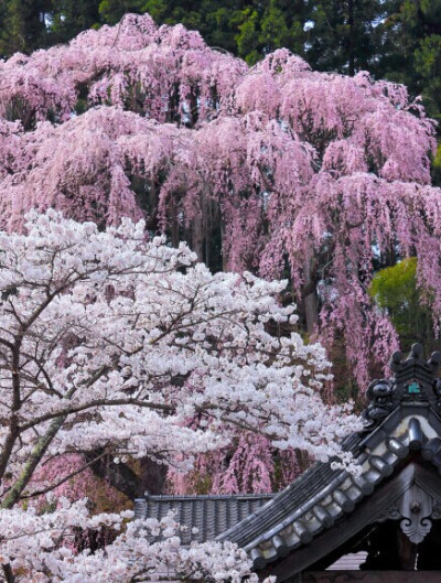 去武大看过樱花也去东湖看过樱花！但是总感觉日本的樱花更有味道！漫山遍野，街道上都是樱花淡淡的香味！