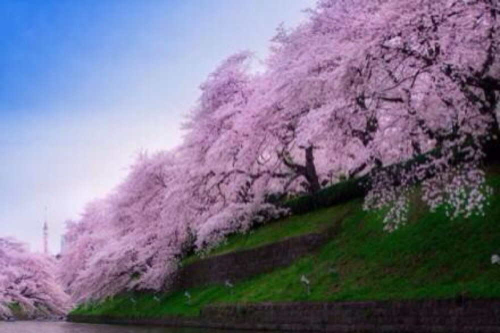 ❀ 桜花～ ✿